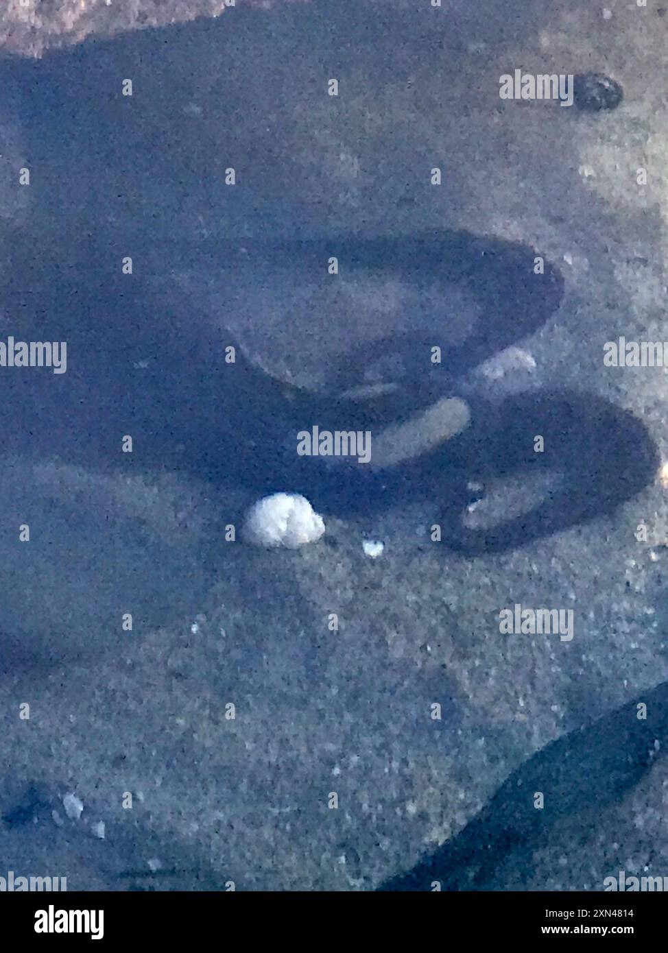 Lesser Two-spot Octopus (Octopus bimaculoides) Mollusca Stock Photo - Alamy