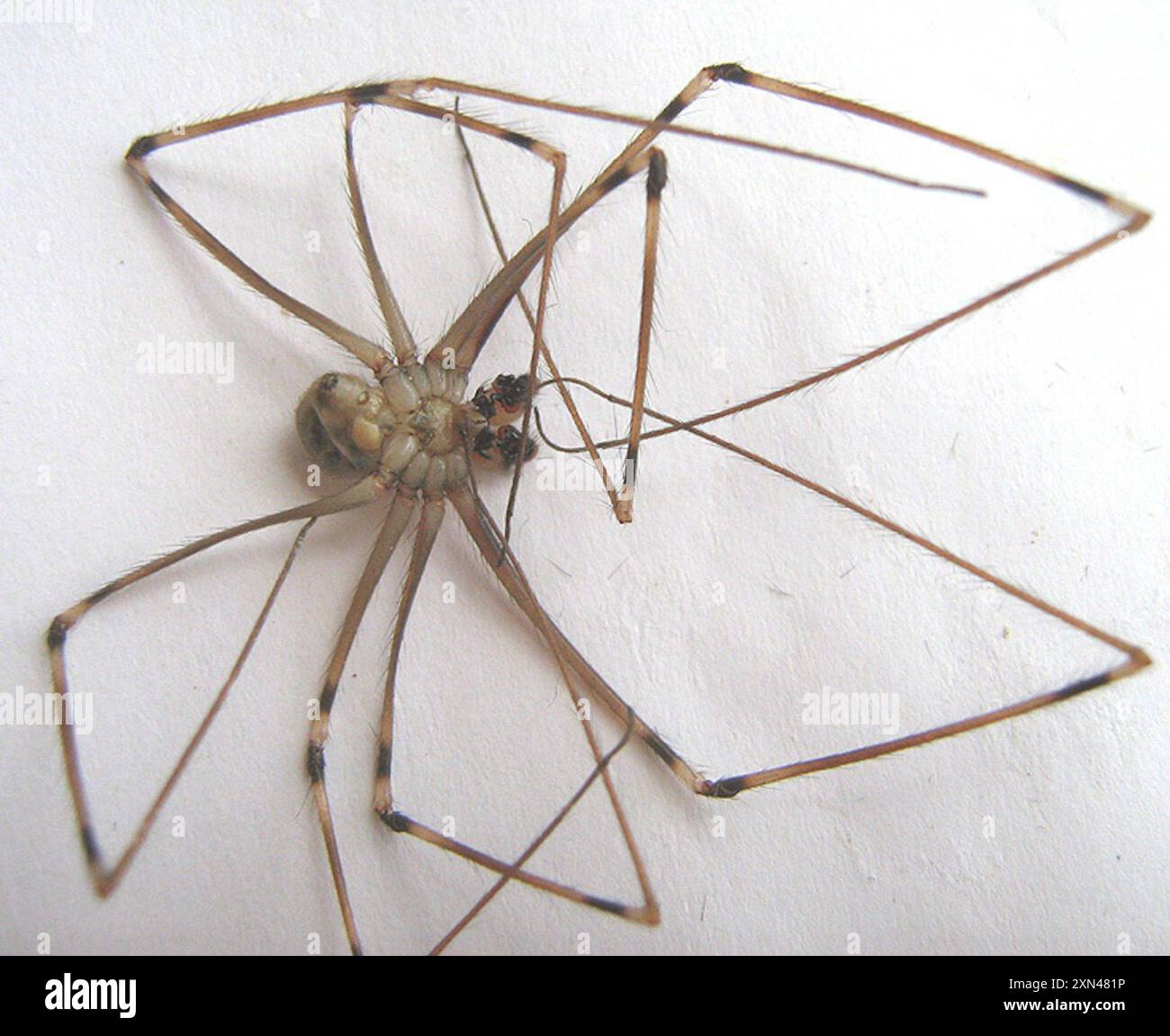 Giant Daddy-long-legs Spider (Artema atlanta) Arachnida Stock Photo - Alamy