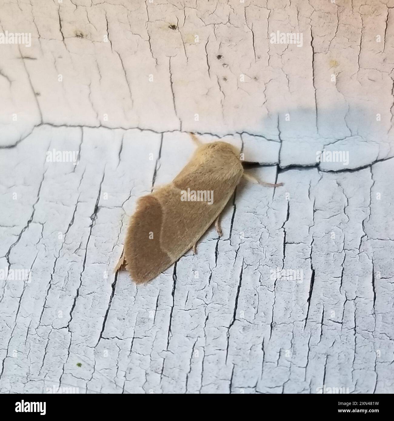 American Dun-bar Moth (Cosmia calami) Insecta Stock Photo - Alamy
