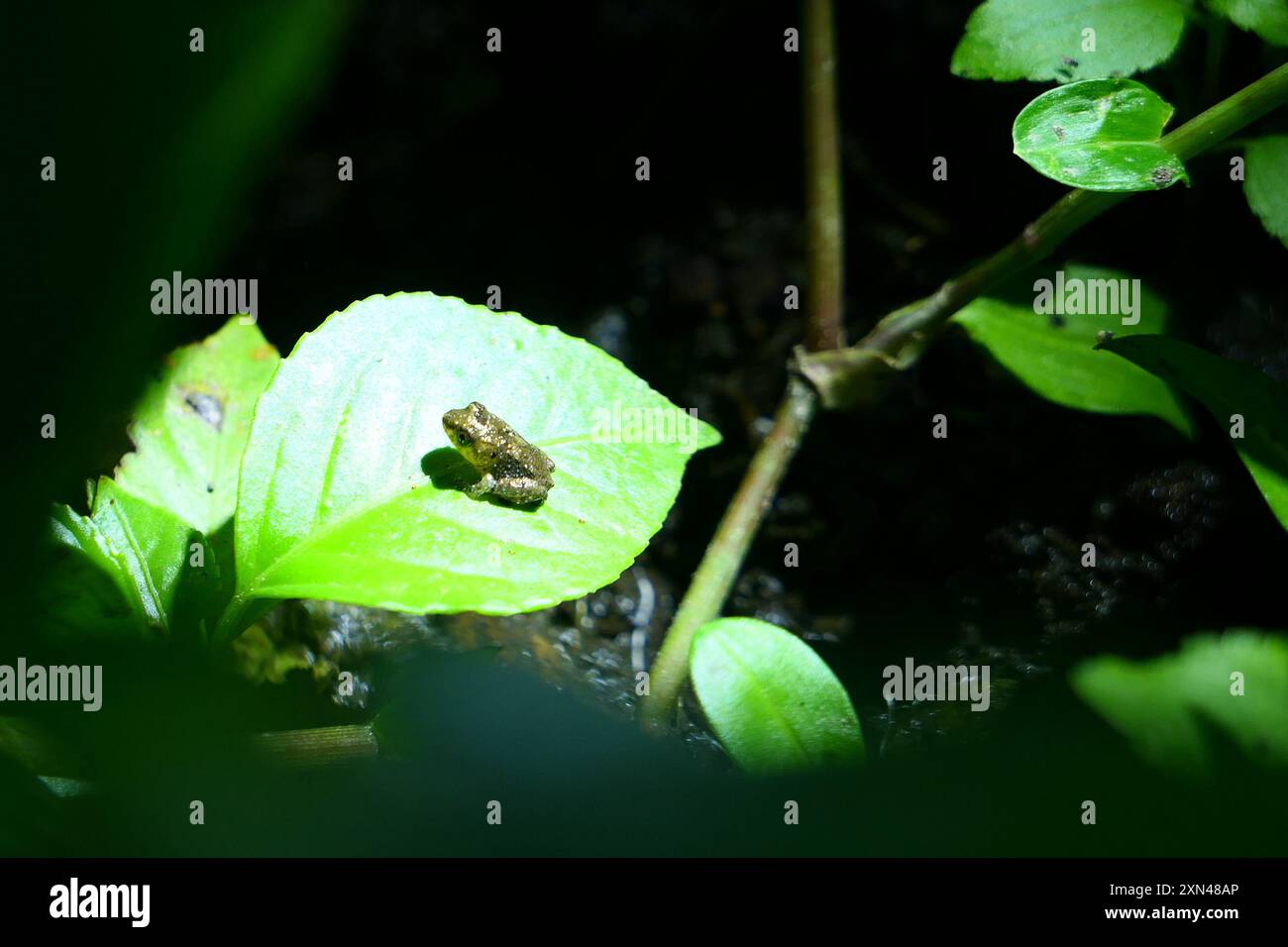 Frogs and Toads (Anura) Amphibia Stock Photo - Alamy