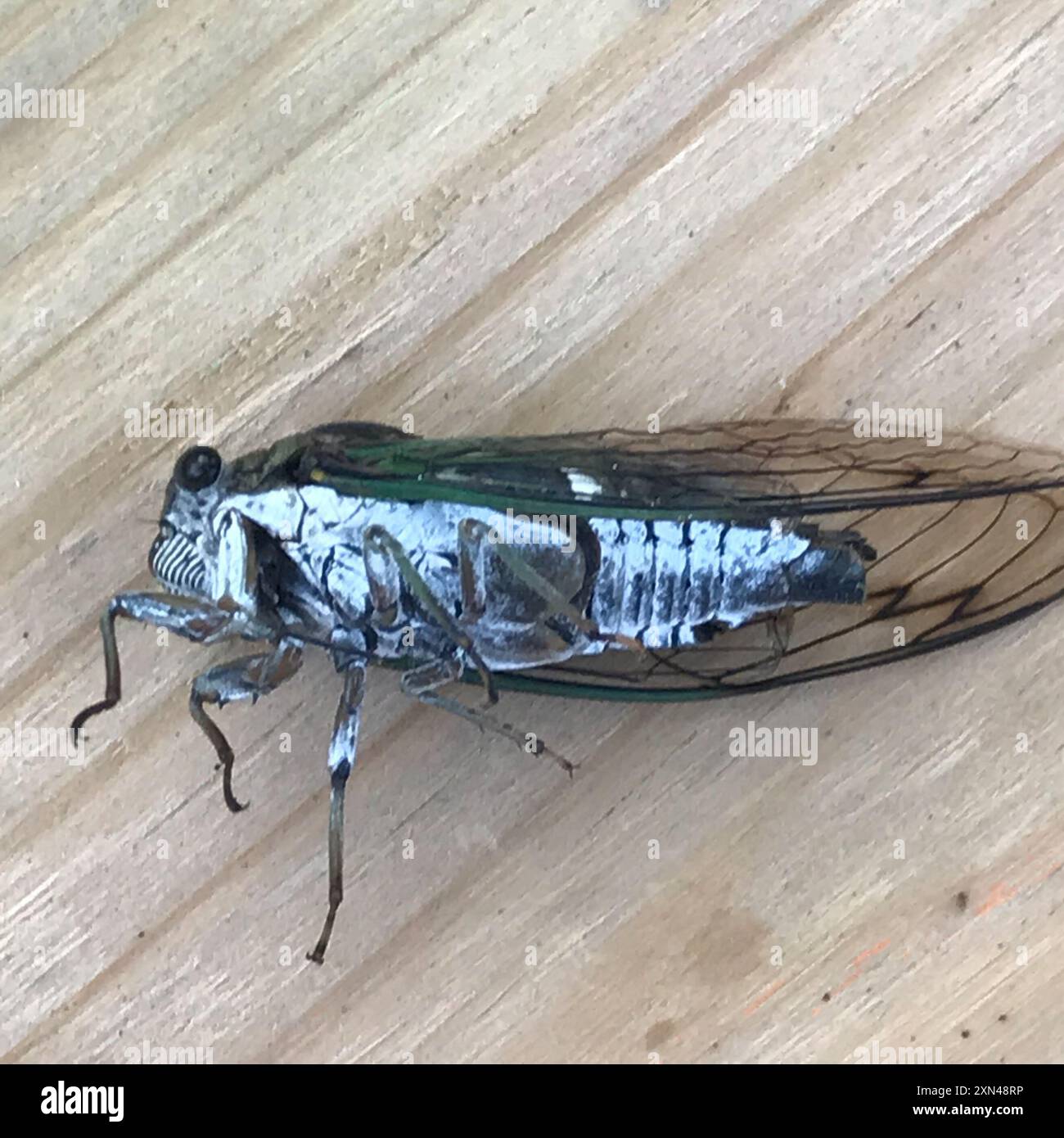 Neotibicen Dog-day Cicadas (Neotibicen) Insecta Stock Photo - Alamy