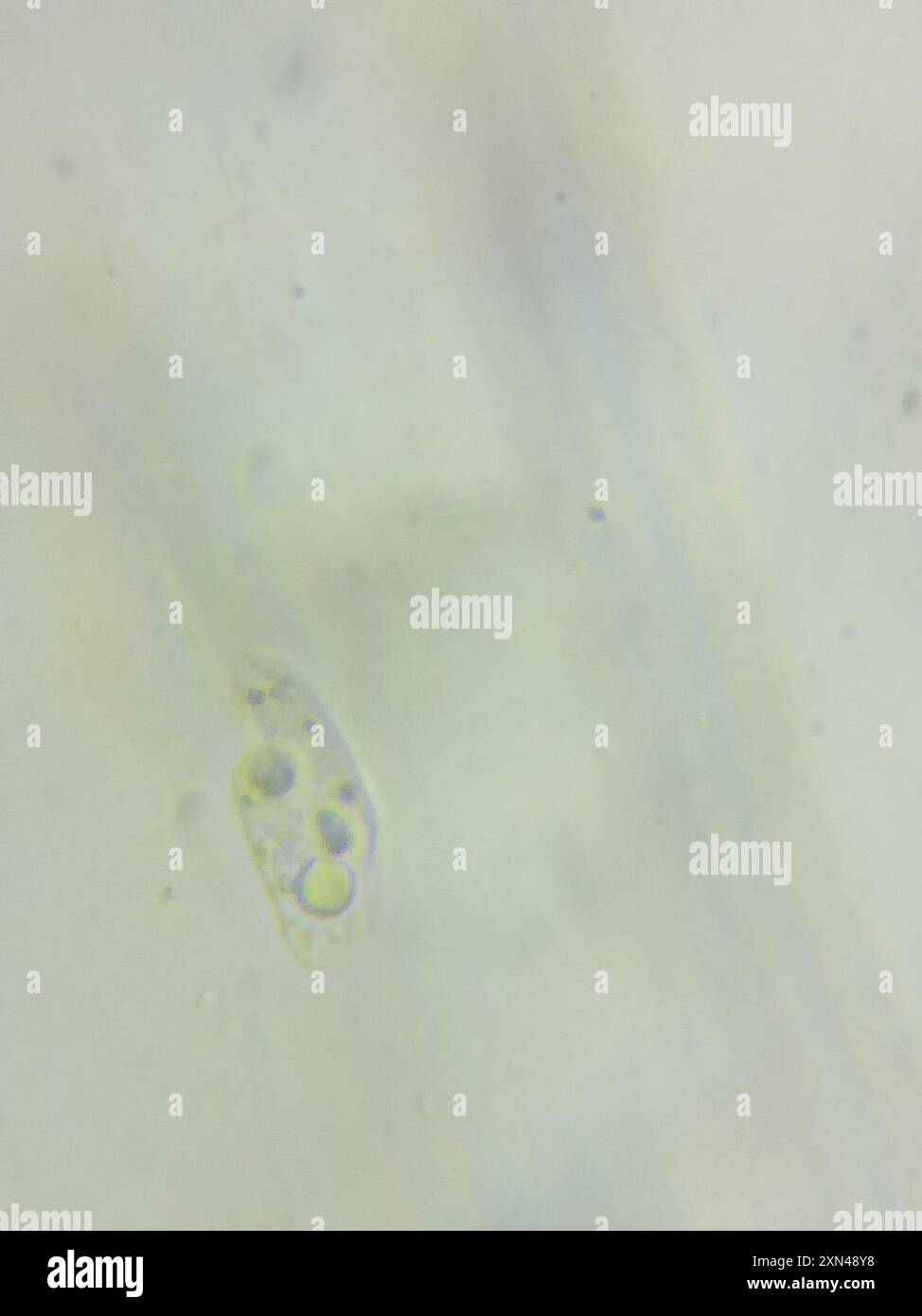 Macrotyphula contorta hi-res stock photography and images - Alamy