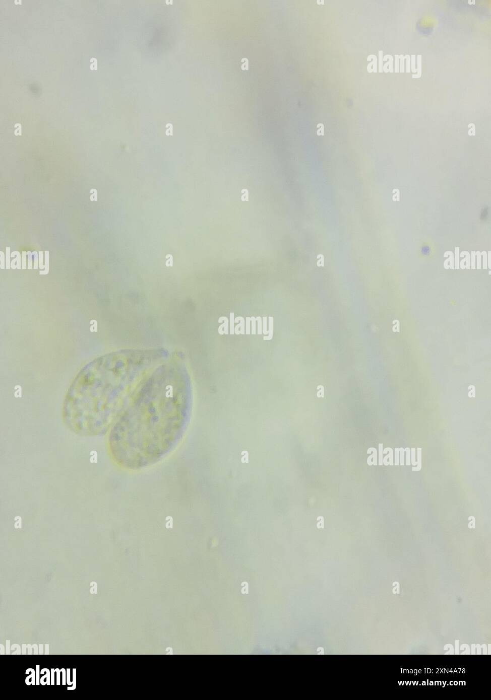 contorted pipe club (Macrotyphula contorta) Fungi Stock Photo - Alamy