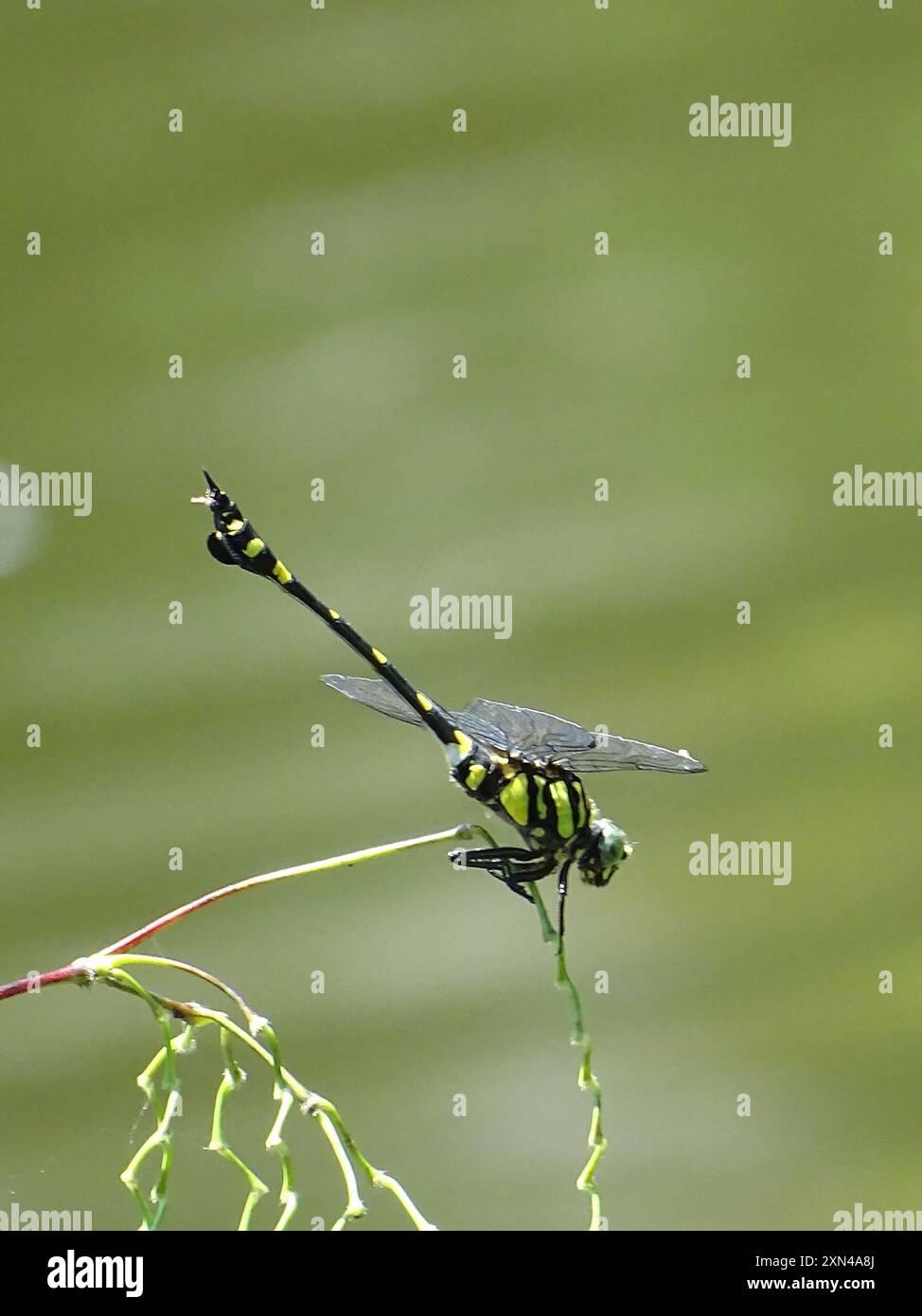 Indian Common Clubtail (Ictinogomphus rapax) Insecta Stock Photo - Alamy