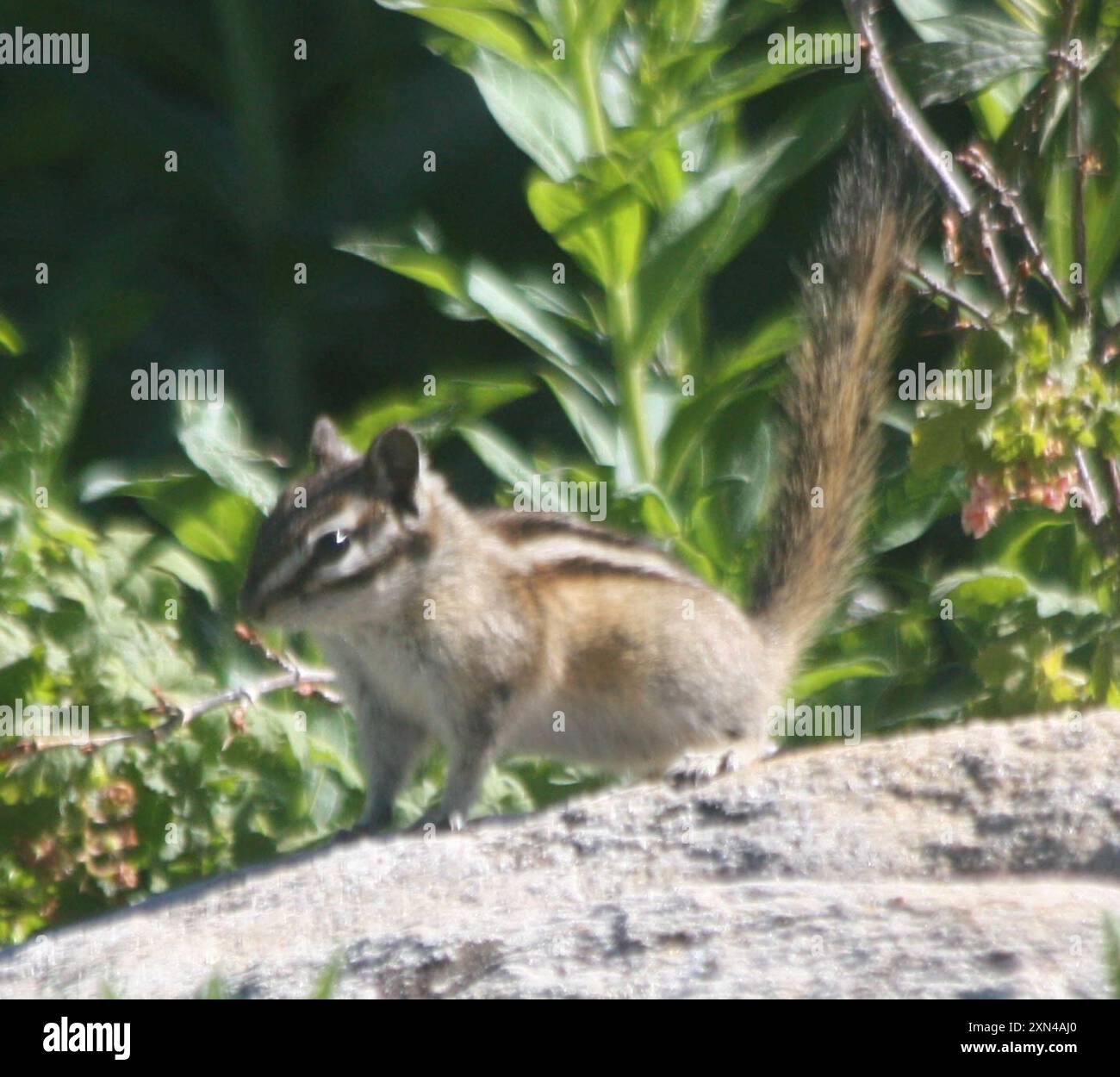 Neotamias Least Chipmunk (Neotamias minimus) Mammalia Stock Photo - Alamy