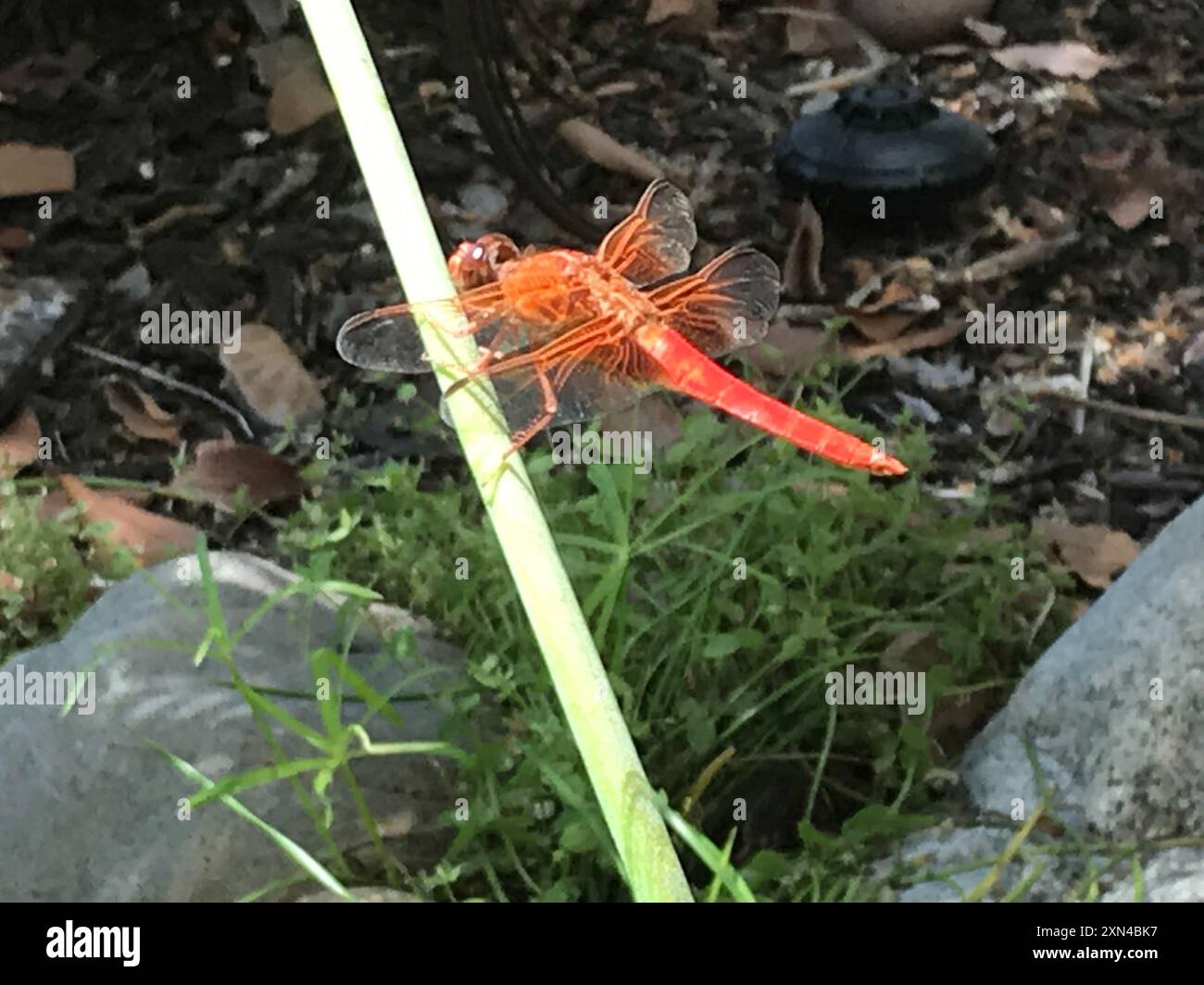 Croce Insects Neon Skimmer (Libellula croceipennis) Insecta Stock Photo - Alamy