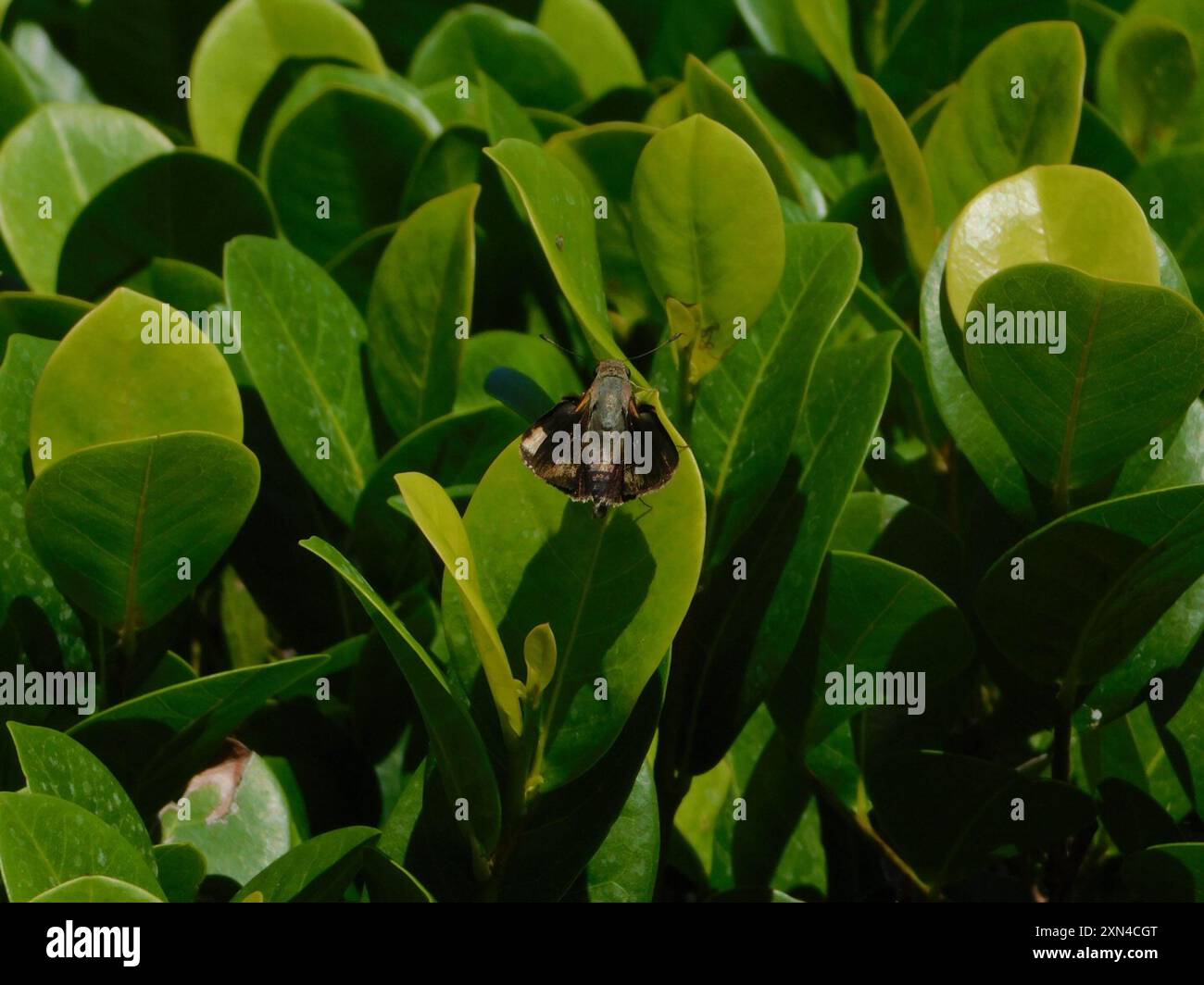 Monk Skipper (Choranthus capucinus) Insecta Stock Photo - Alamy