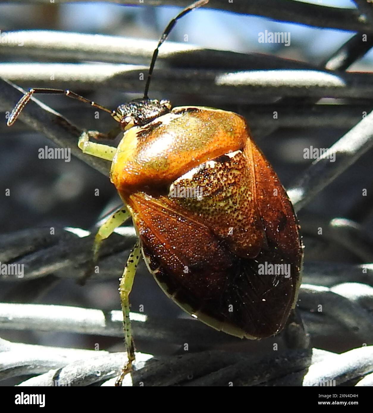 Pittosporum shield bug (Monteithiella humeralis) Insecta Stock Photo ...