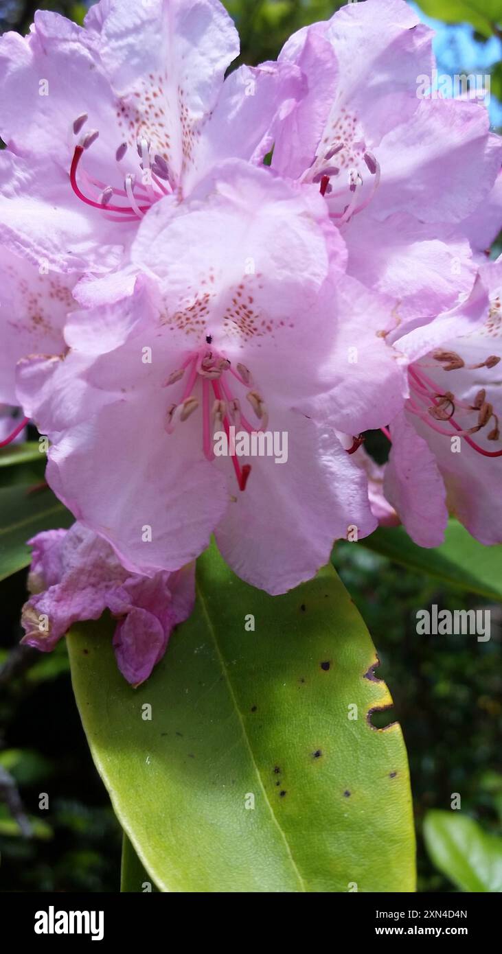 Pacific rhododendron (Rhododendron macrophyllum) Plantae Stock Photo ...
