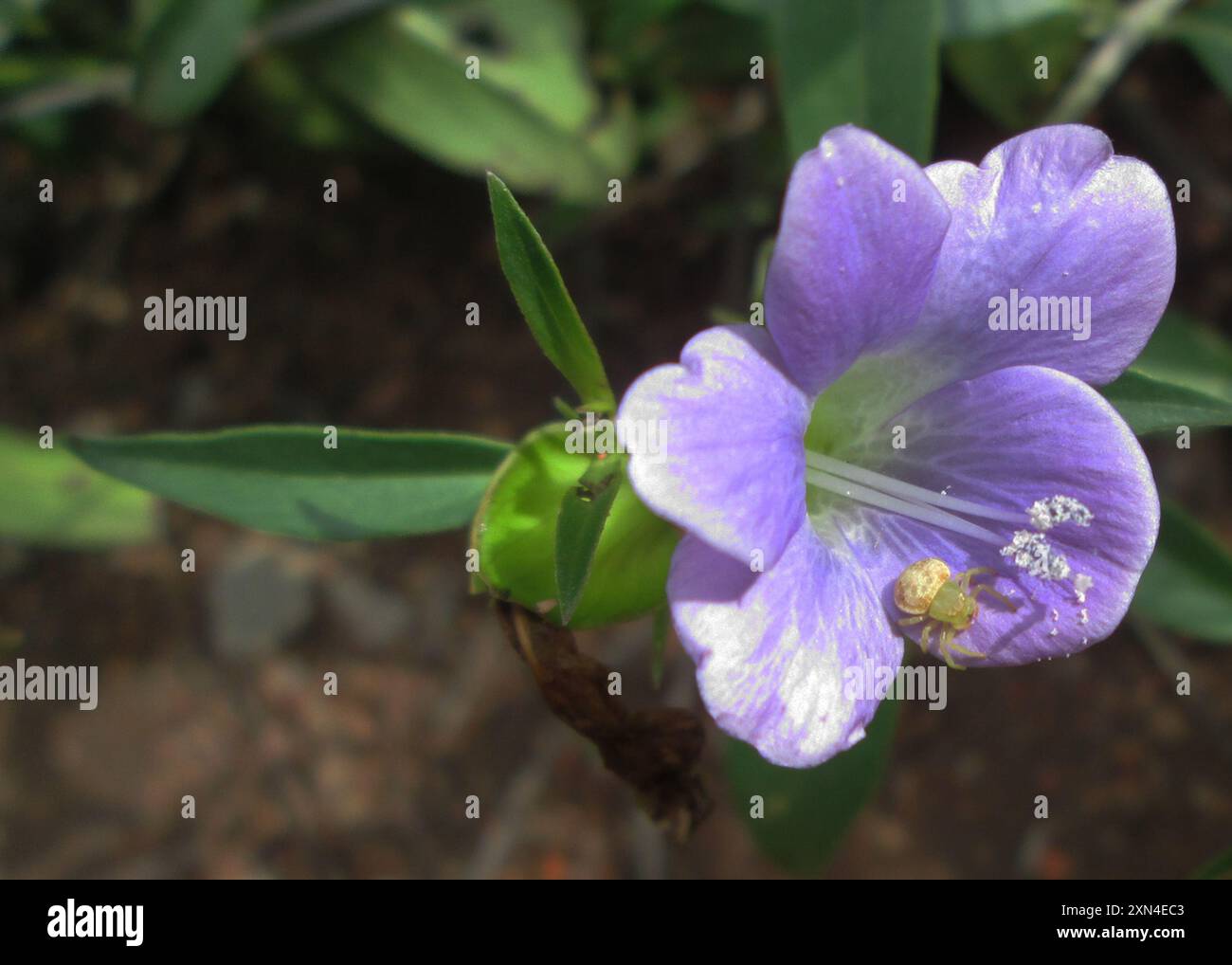 Stumpy Crab Spiders (Thomisops) Arachnida Stock Photo Alamy