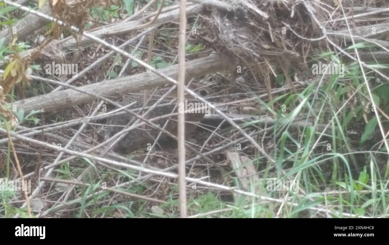 Brush Rabbit (Sylvilagus bachmani) Mammalia Stock Photo Alamy