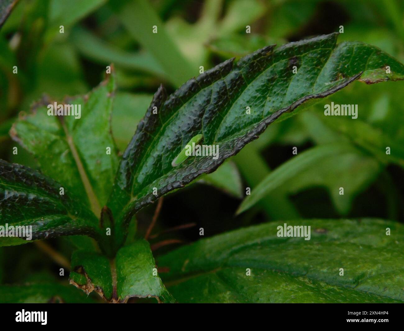 Common Green Leafhopper (Hortensia similis) Insecta Stock Photo - Alamy