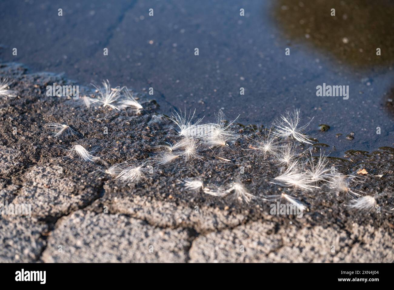 fliegende-samen-hi-res-stock-photography-and-images-alamy
