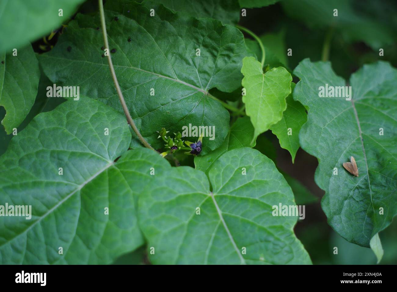 Anglepod (Gonolobus suberosus) Plantae Stock Photo - Alamy