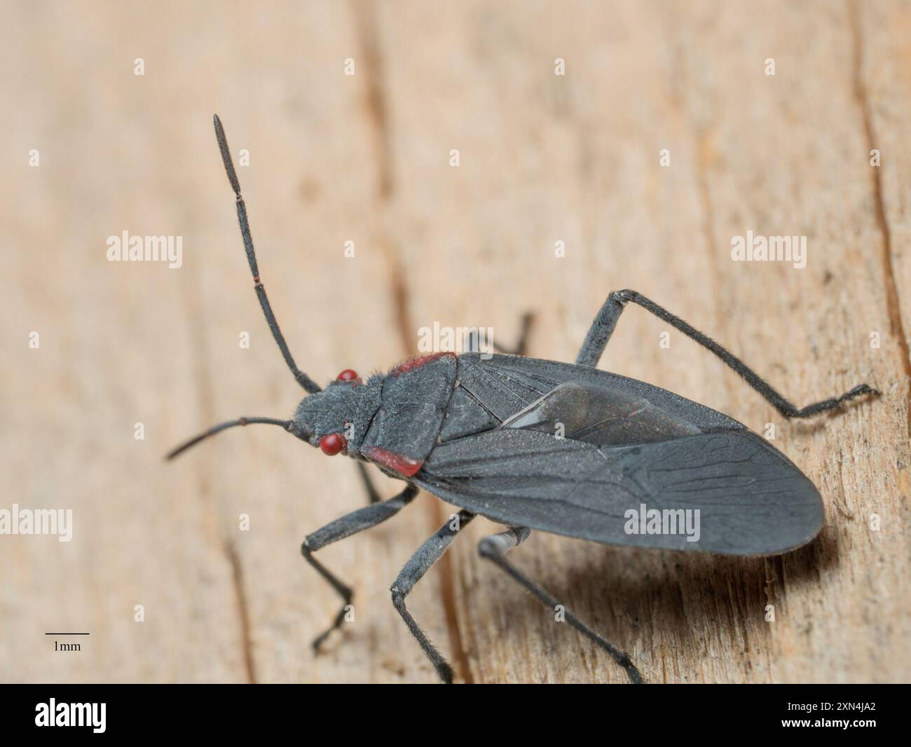 Jadera haematoloma hi-res stock photography and images - Alamy