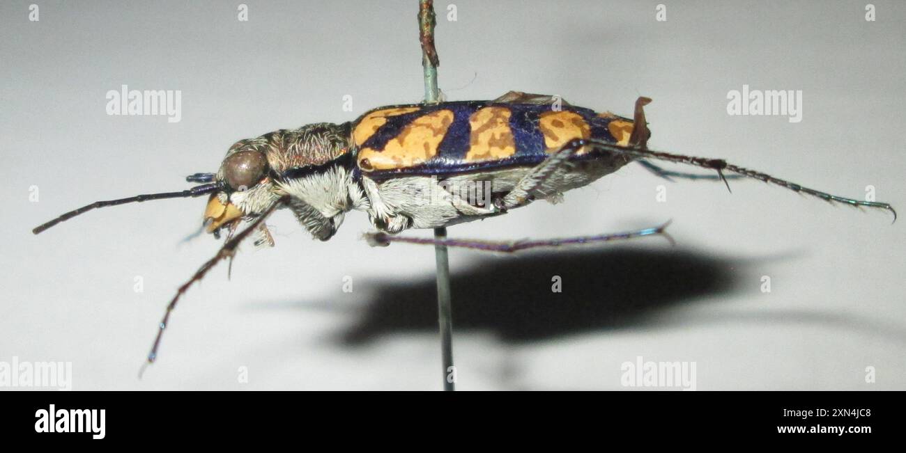 Royalbeetle Insect Royal tiger beetle hi-res stock photography and images - Alamy
