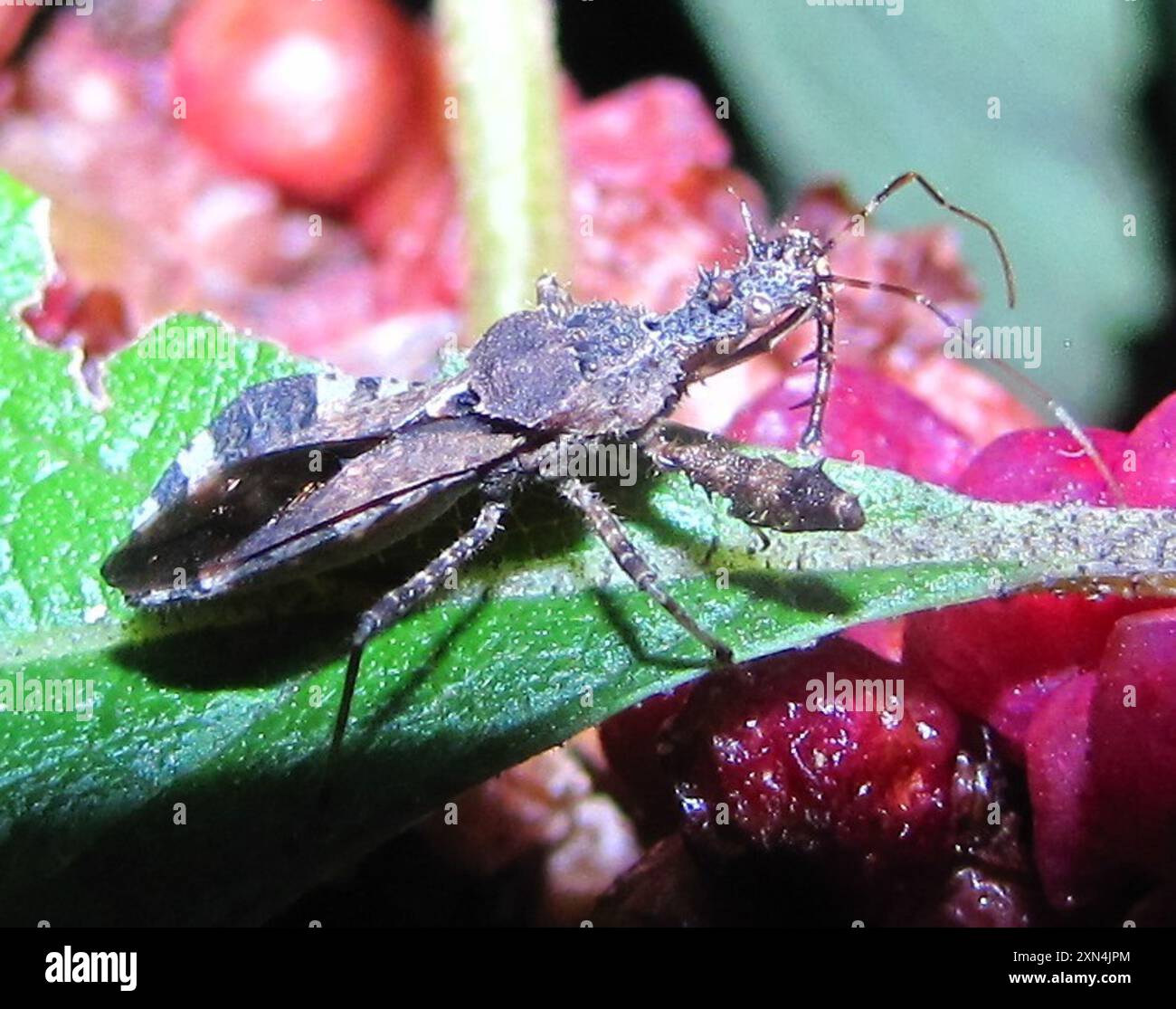 Sinea spinipes hi-res stock photography and images - Alamy
