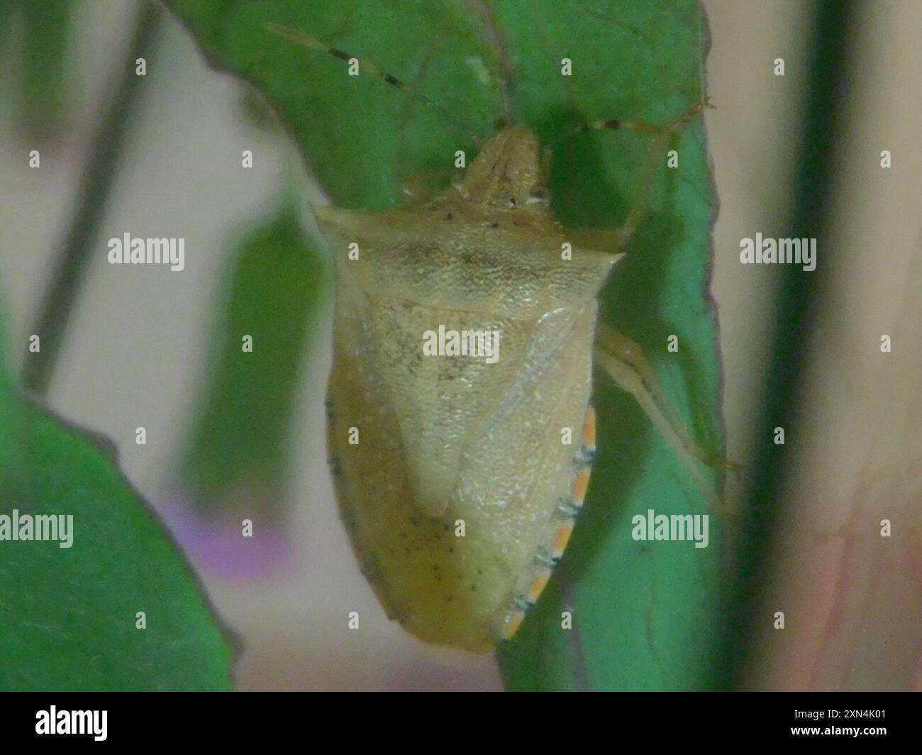 Neotropical Red-shouldered Stink Bug (Thyanta perditor) Insecta Stock ...