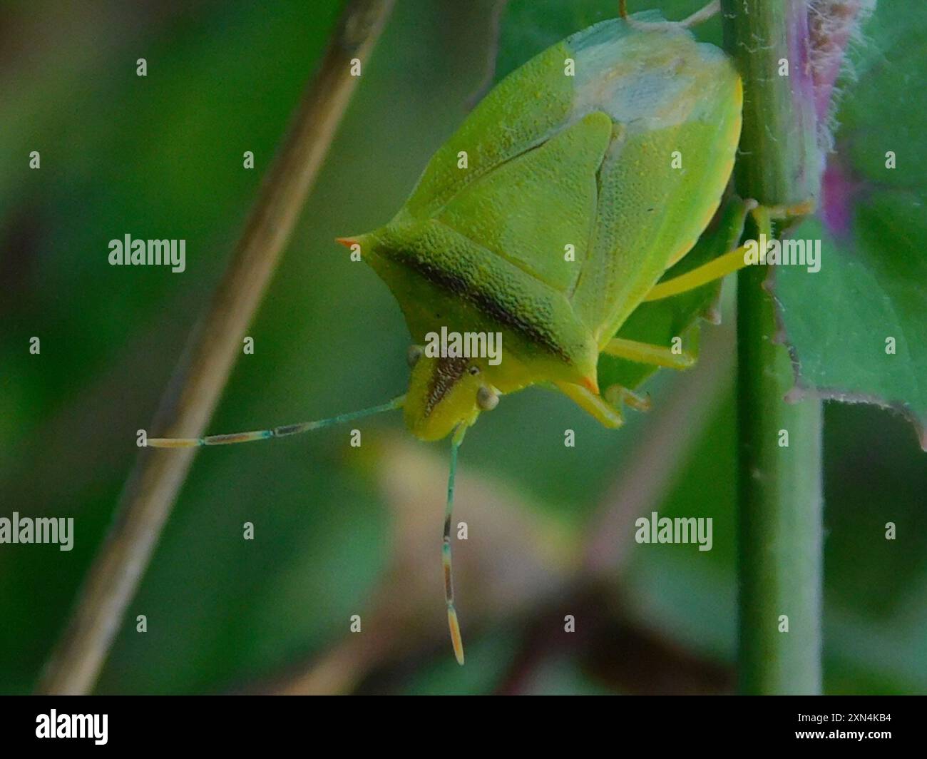 Neotropical Red-shouldered Stink Bug (Thyanta perditor) Insecta Stock ...