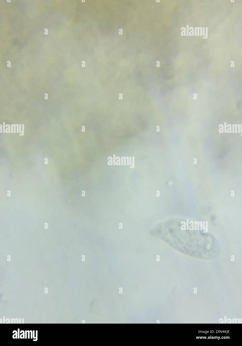 contorted pipe club (Macrotyphula contorta) Fungi Stock Photo - Alamy