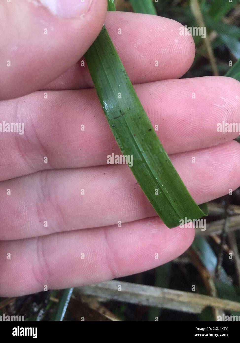 bush rice grass (Ehrharta diplax) Plantae Stock Photo - Alamy