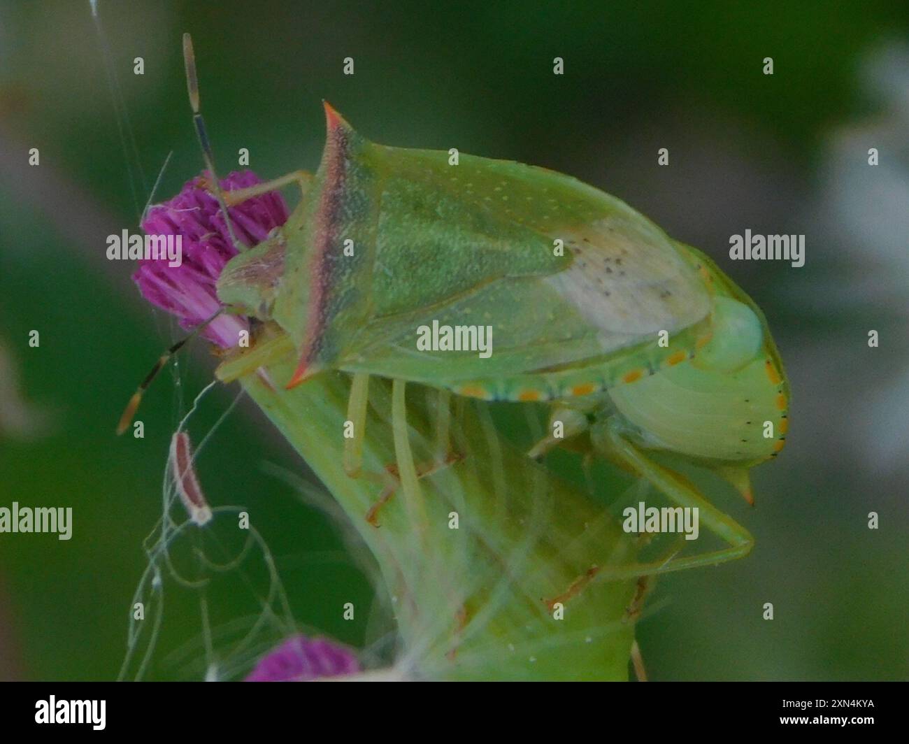 Neotropical Red-shouldered Stink Bug (Thyanta perditor) Insecta Stock ...