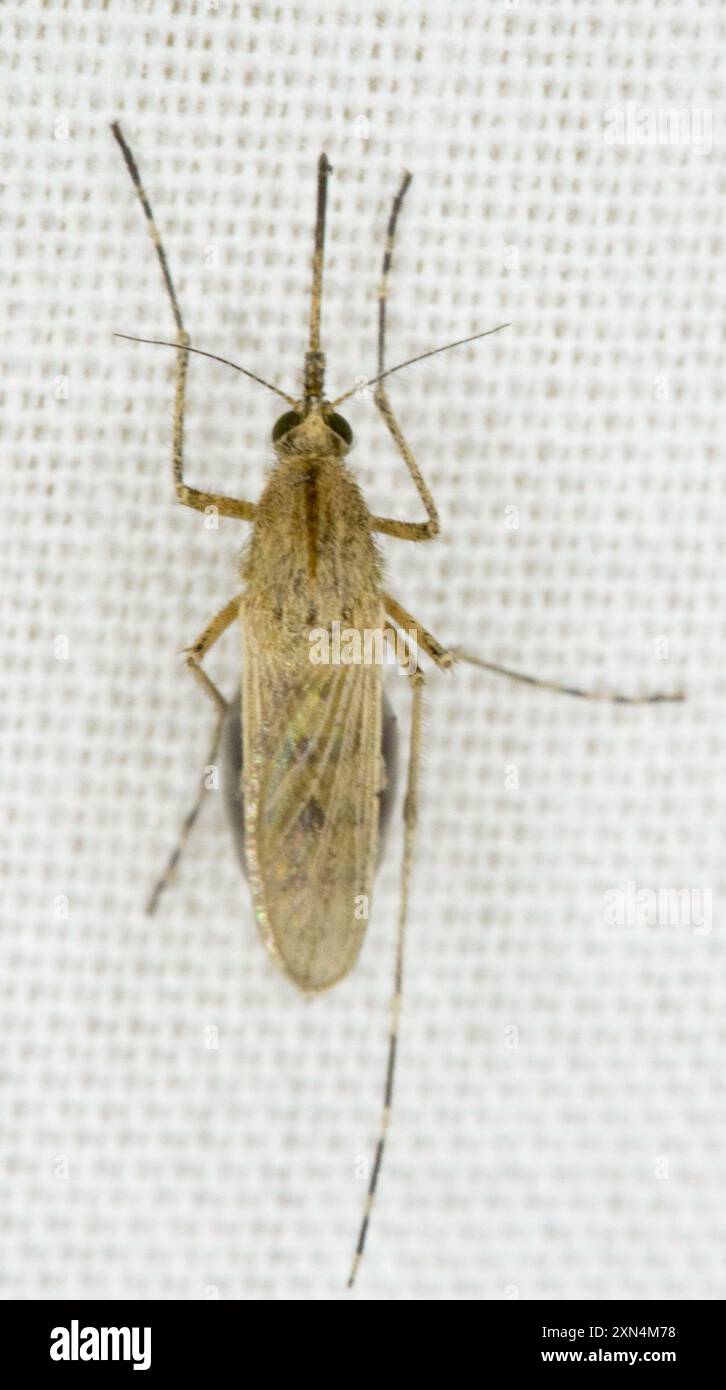 Summer Salt Marsh Mosquito (Aedes dorsalis) Insecta Stock Photo - Alamy