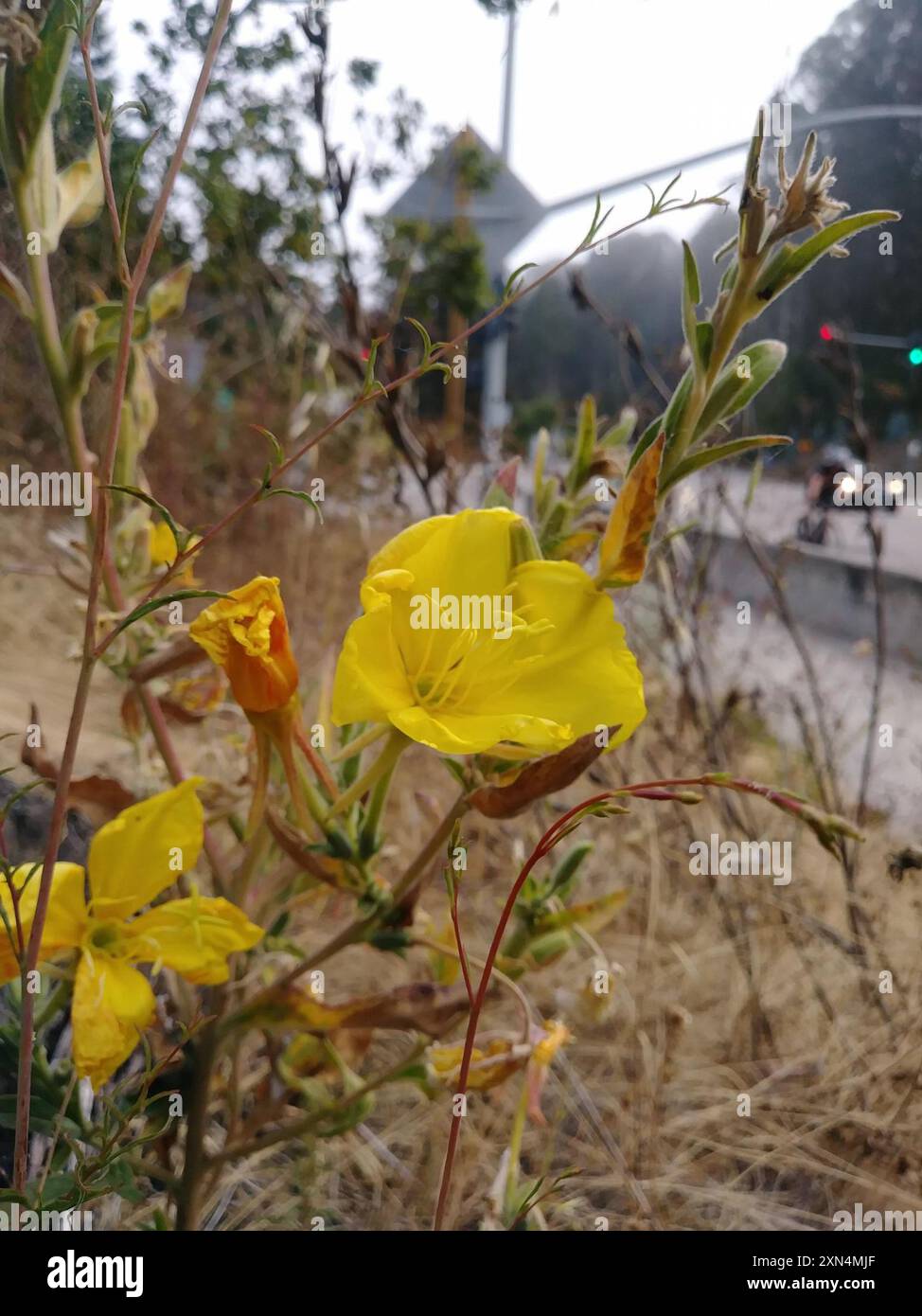 tall evening primrose (Oenothera elata) Plantae Stock Photo - Alamy