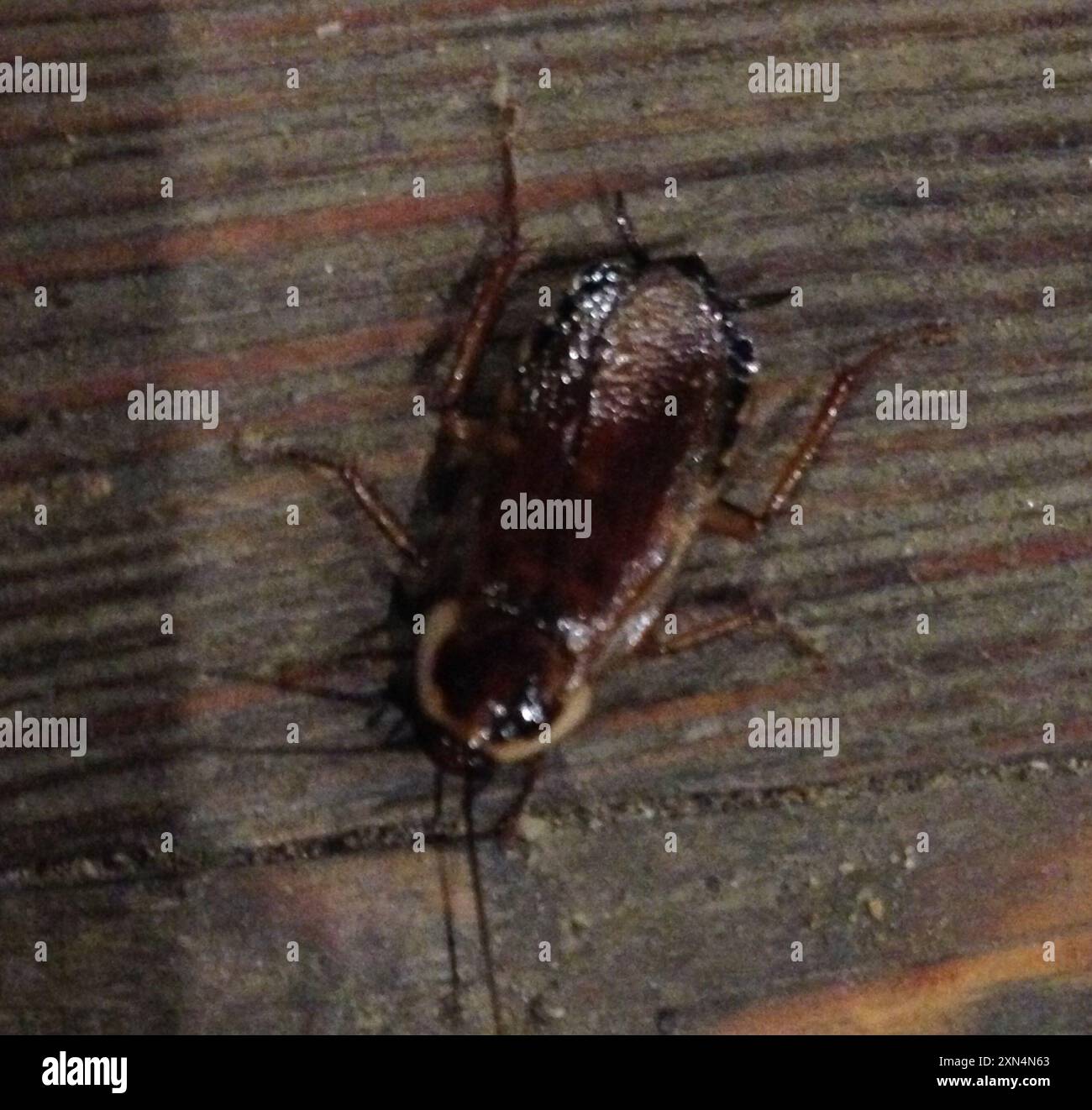 Cockroaches and Termites (Blattodea) Insecta Stock Photo - Alamy