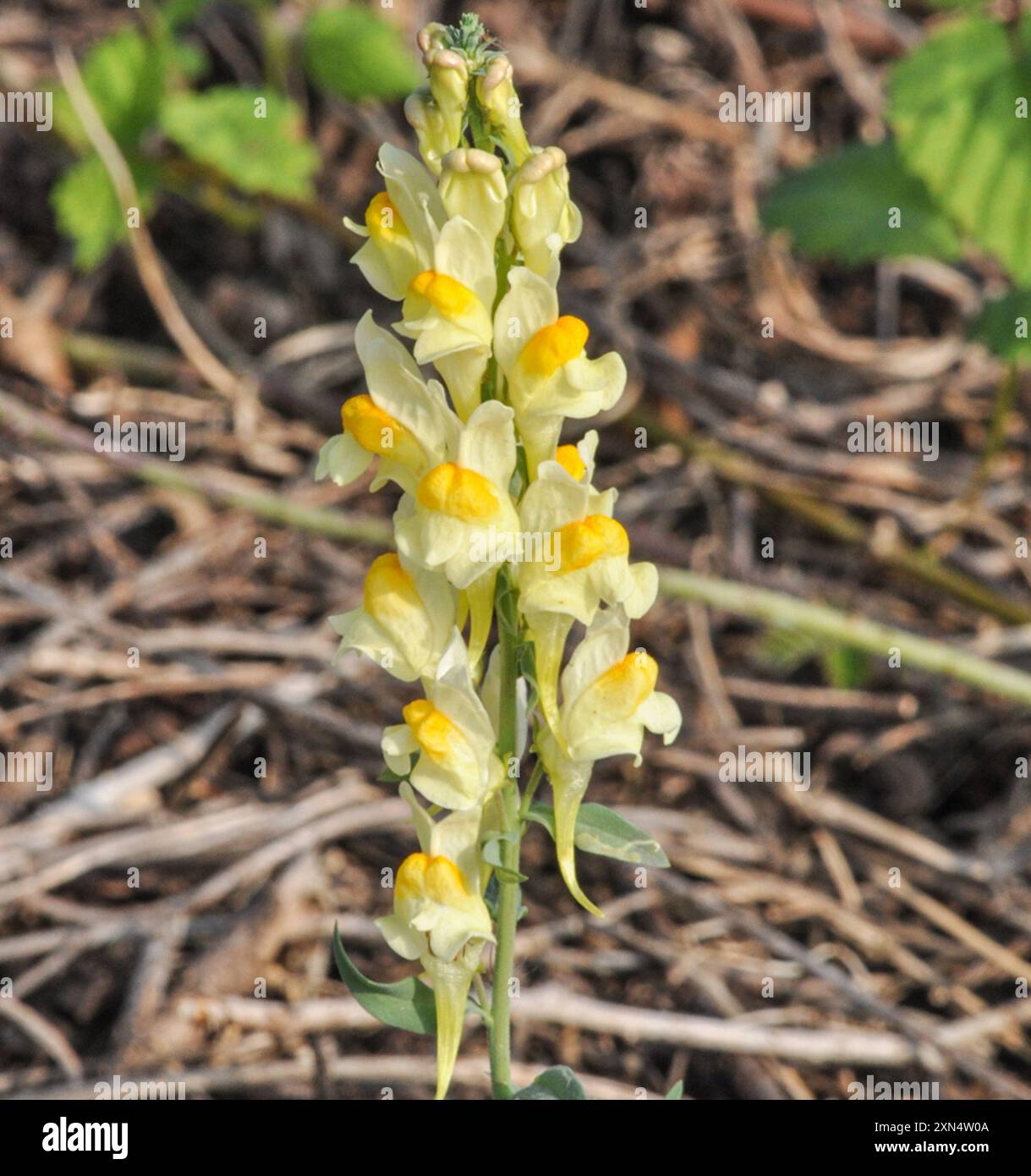 Toad Fls common toadflax (Linaria vulgaris) Plantae Stock Photo - Alamy