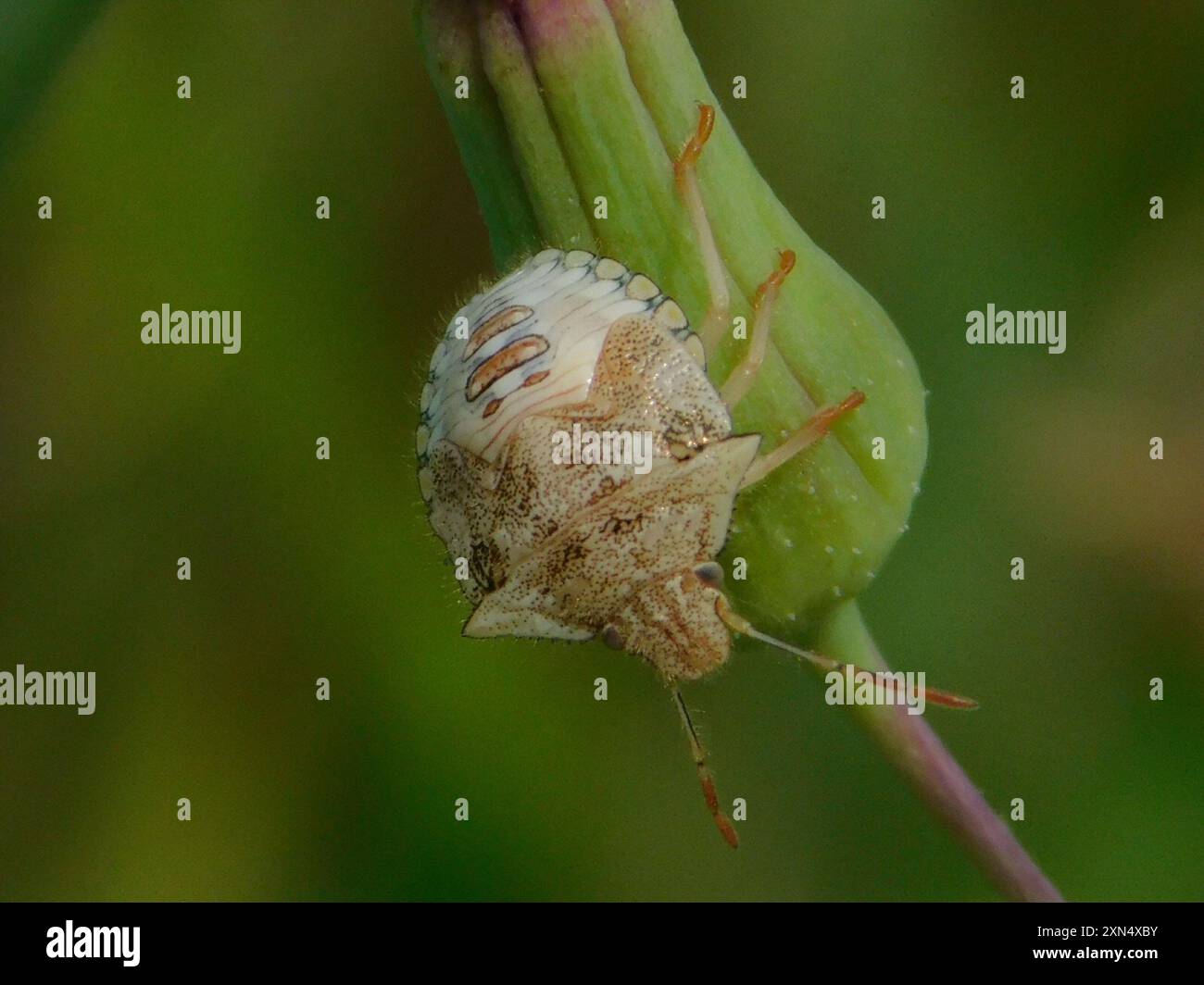 Neotropical Red-shouldered Stink Bug (Thyanta perditor) Insecta Stock ...