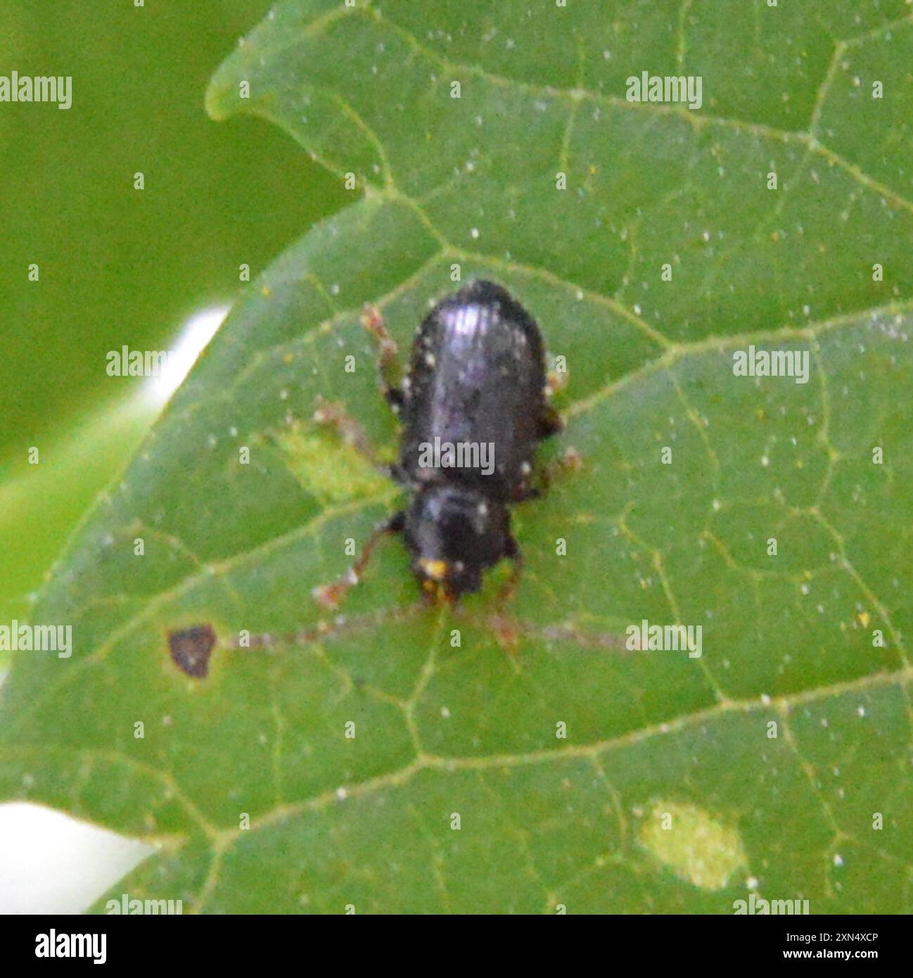 Copal Flea Beetle (Aulacothorax copalina) Insecta Stock Photo - Alamy