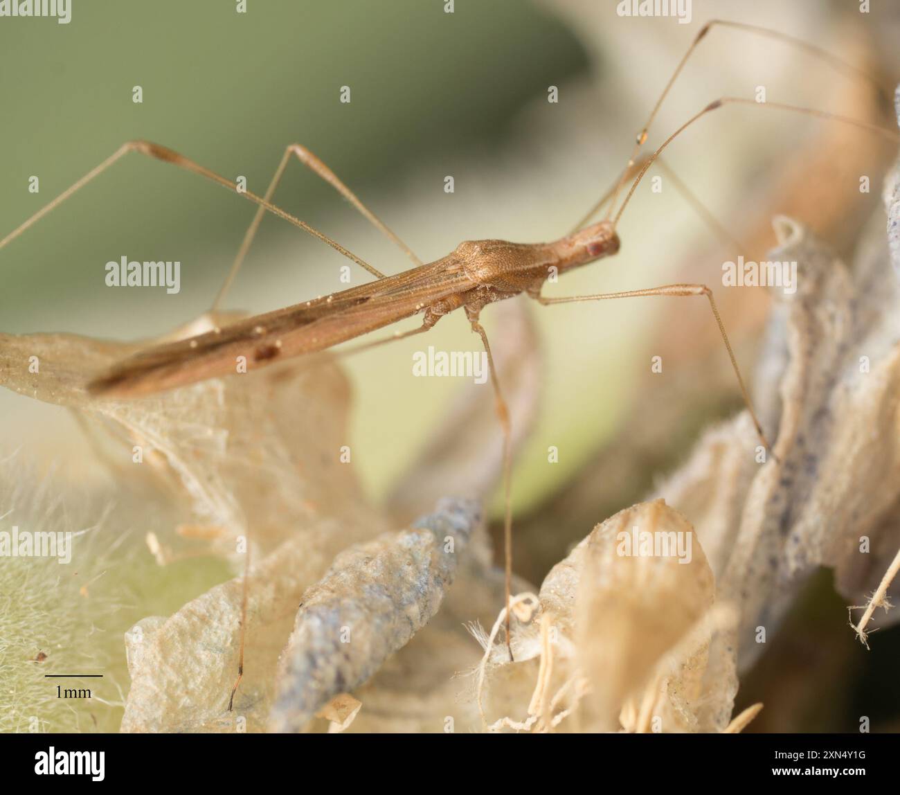 Stilt bugs hi-res stock photography and images - Alamy