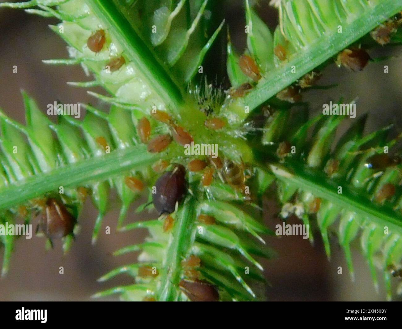 Seaside Rover Ant Obscurior hi-res stock photography and images - Alamy