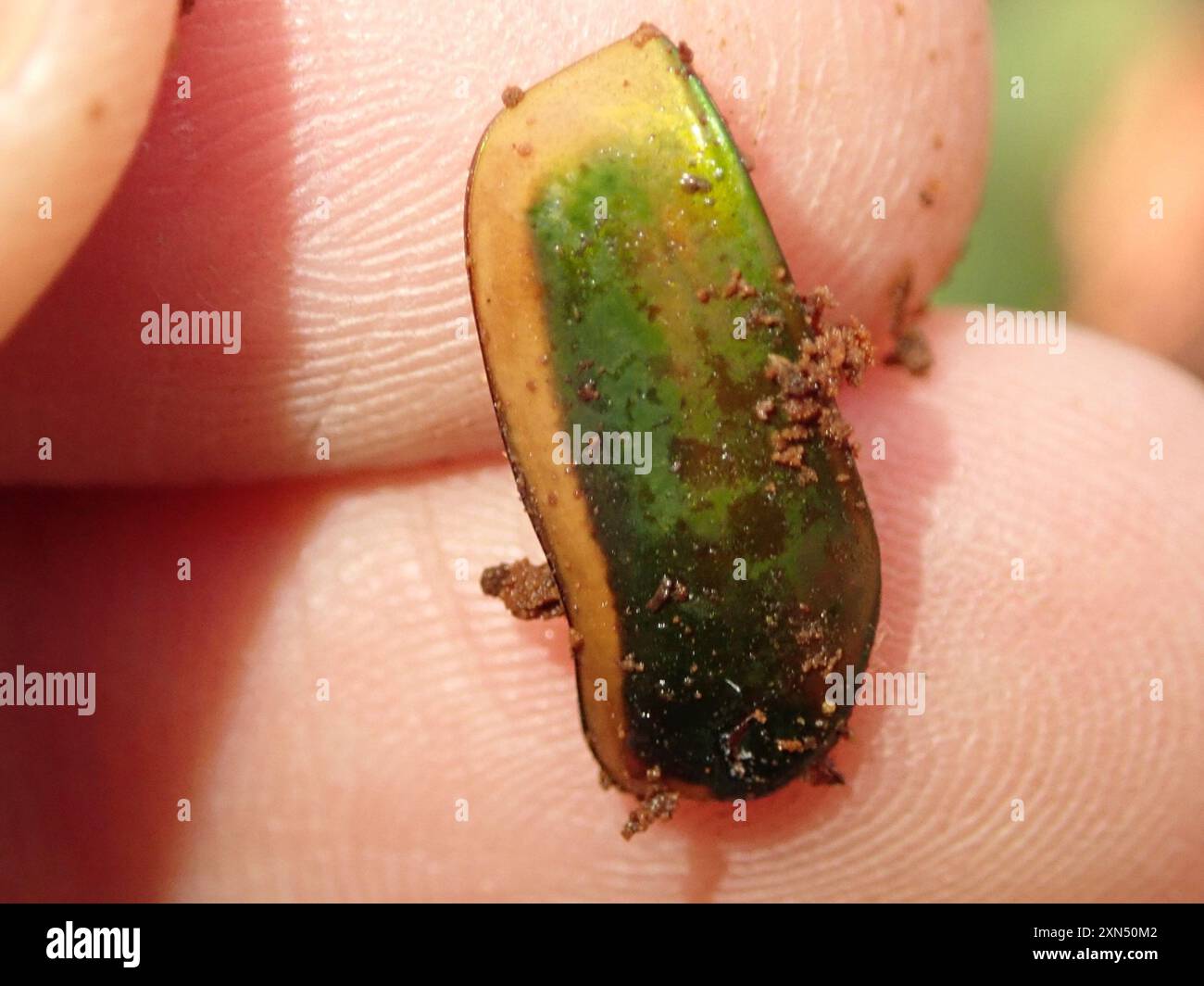 Common green june beetle cotinis nitida insecta stock photo alamy