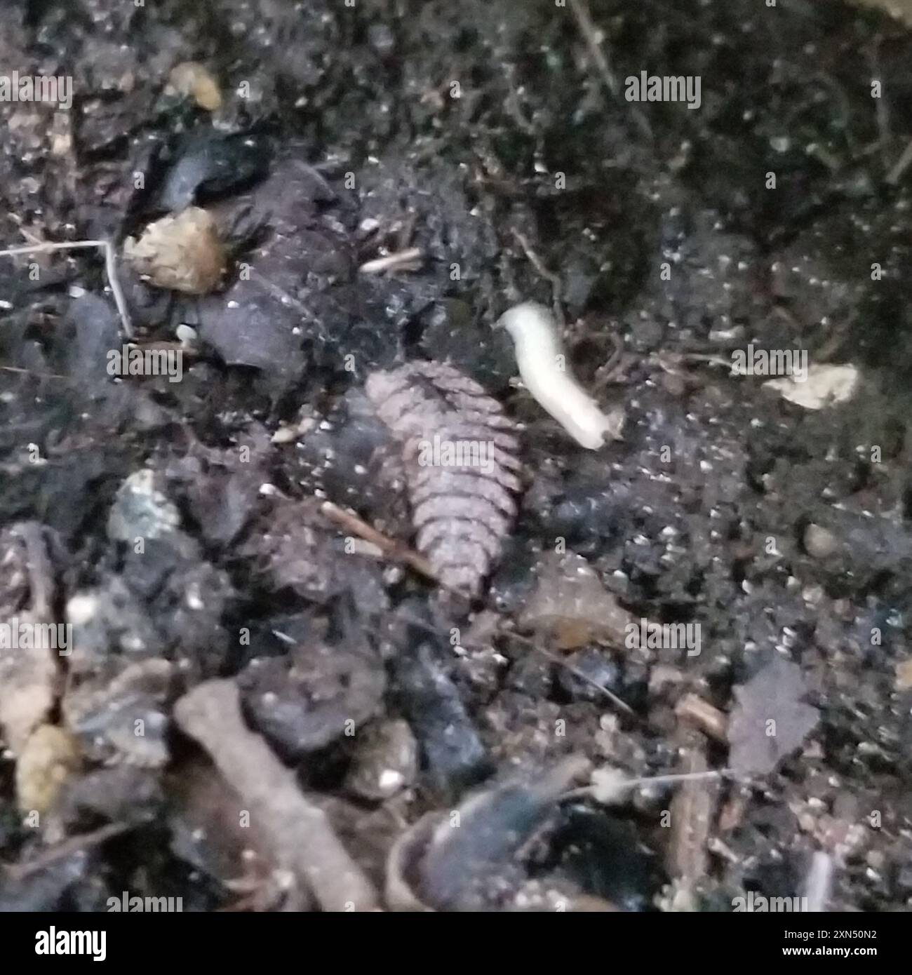 Carrion Inset Burying and Carrion Beetles (Silphidae) Insecta Stock Photo - Alamy