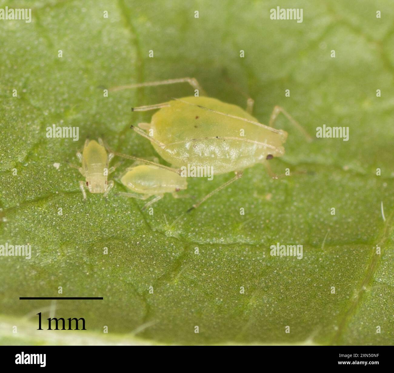 Myzus persicae aphid hi-res stock photography and images - Alamy