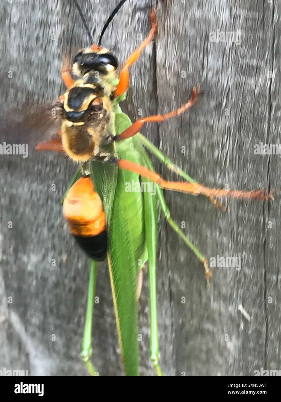 Great Golden Digger Wasp (Sphex ichneumoneus) Insecta Stock Photo - Alamy