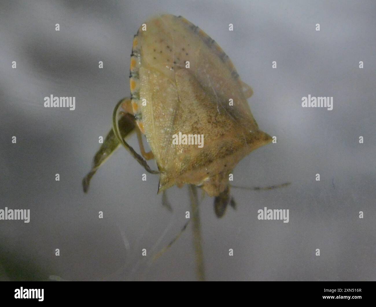 Neotropical Red-shouldered Stink Bug (Thyanta perditor) Insecta Stock ...