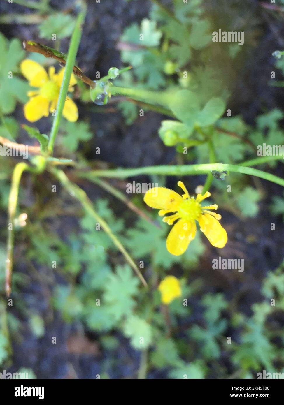 Tiny Yellow Ranunculus Small Yellow Water-crowfoot (Ranunculus gmelinii) Plantae Stock Photo ...