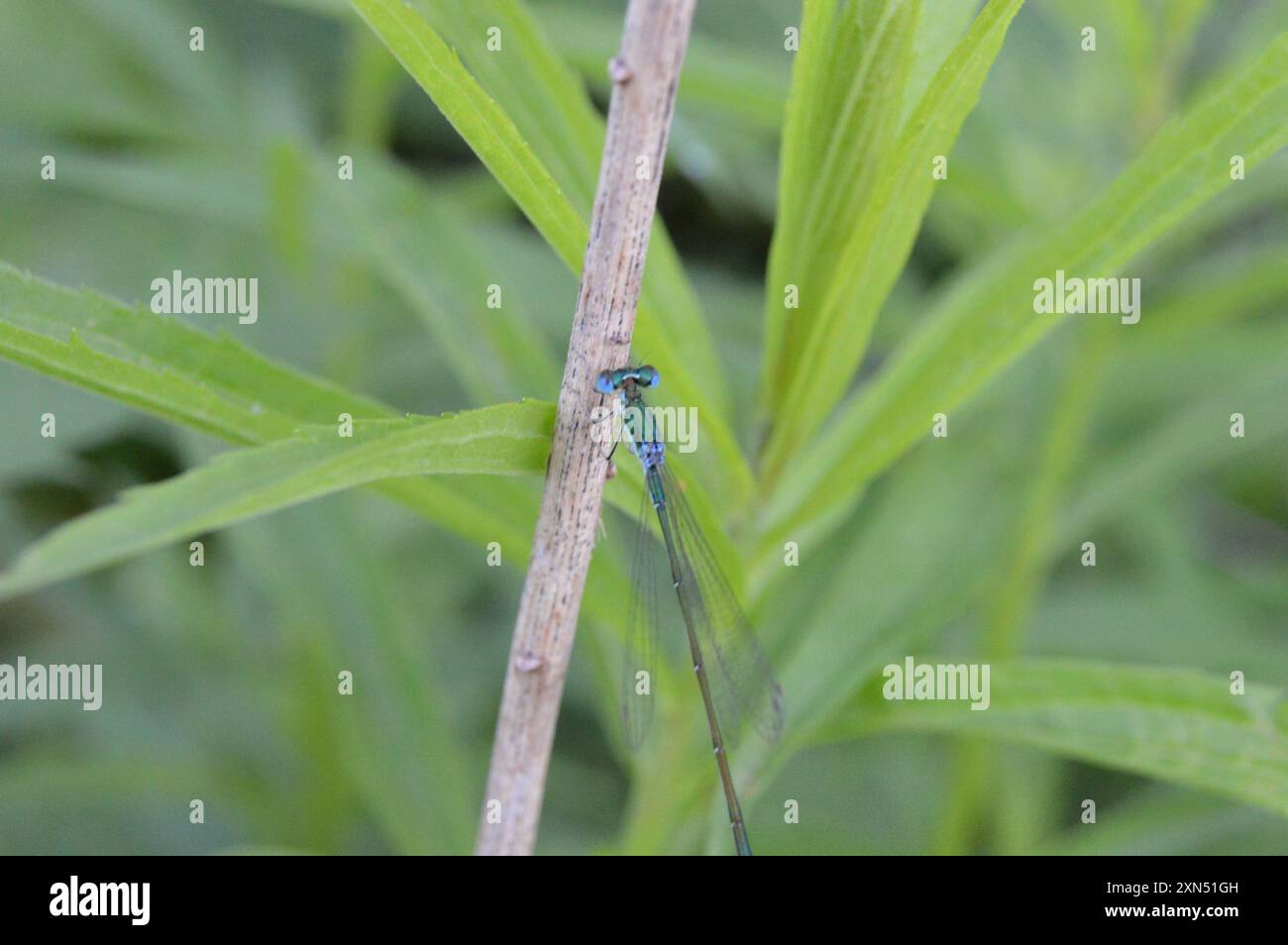Sedge Sprite (Nehalennia irene) Insecta Stock Photo - Alamy