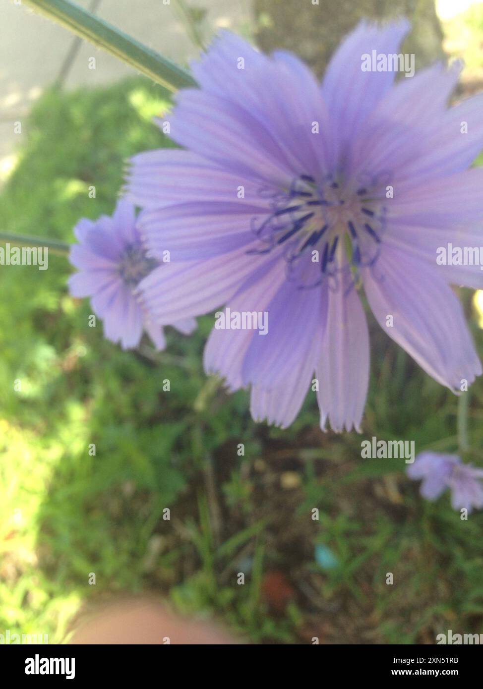 chicory (Cichorium intybus) Plantae Stock Photo - Alamy