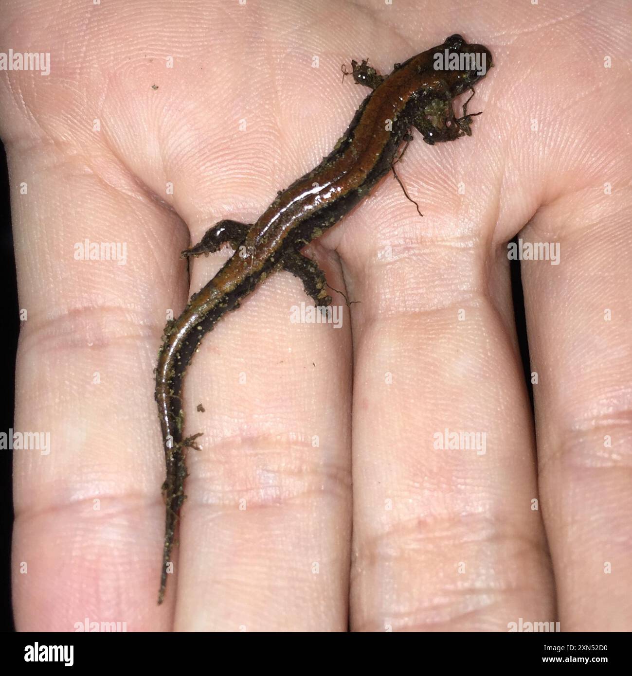 Carolina Mountain Dusky Salamander (Desmognathus carolinensis) Amphibia
