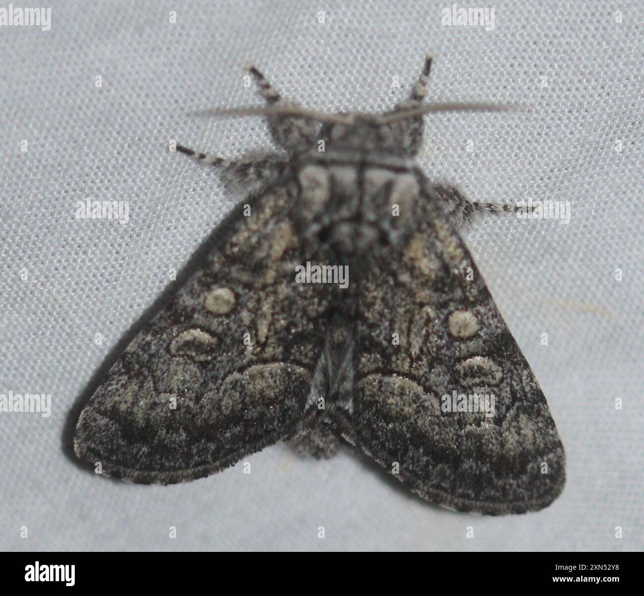 Broth Moth Brother Moth (Raphia frater) Insecta Stock Photo - Alamy