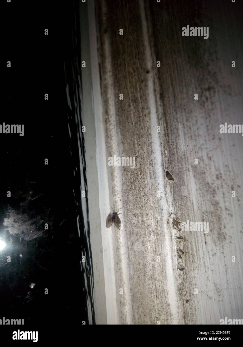 Bathroom Moth Fly (Clogmia albipunctata) Insecta Stock Photo - Alamy