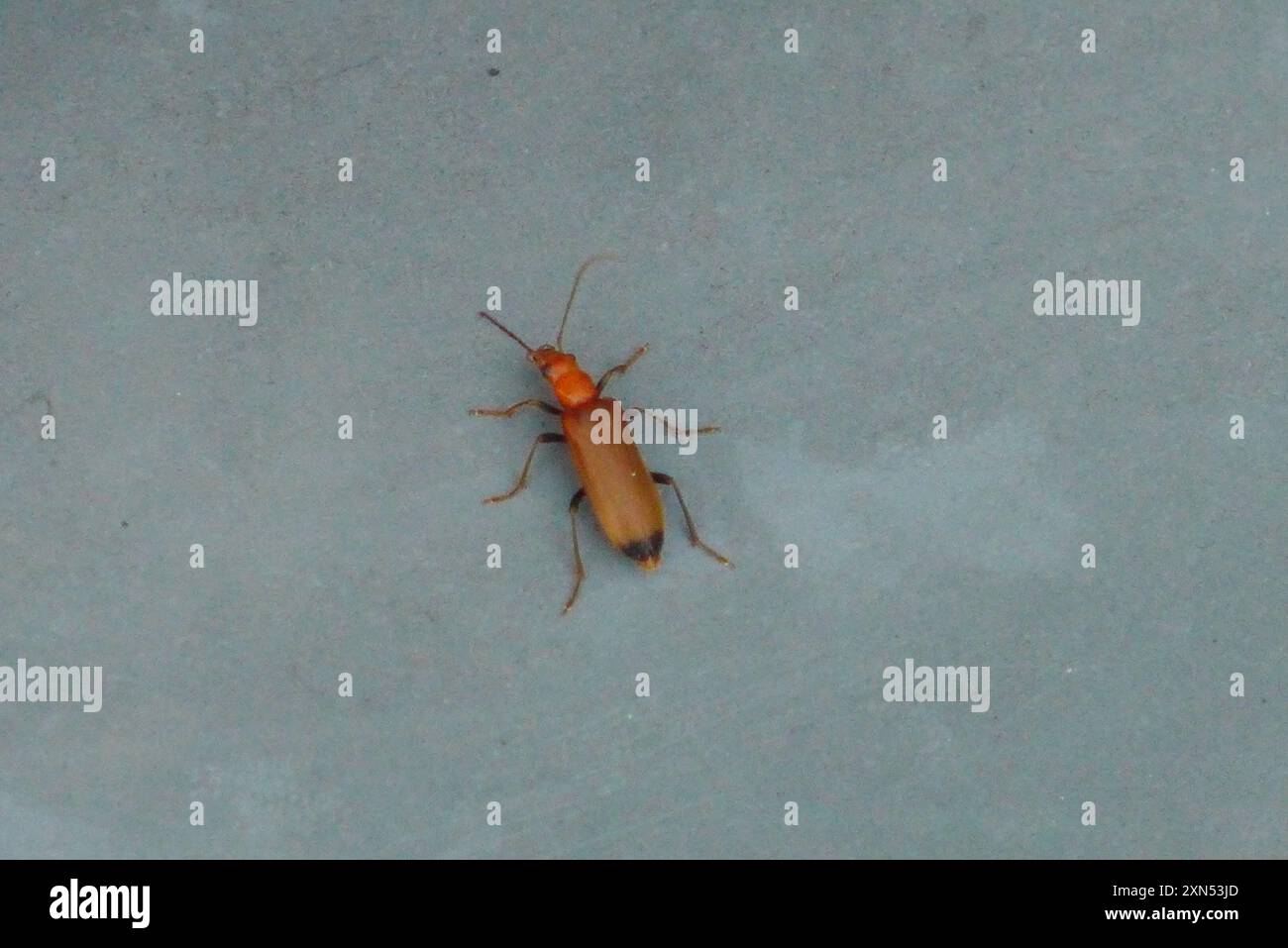 Wharf Insect Wharf Borer (Nacerdes melanura) Insecta Stock Photo - Alamy