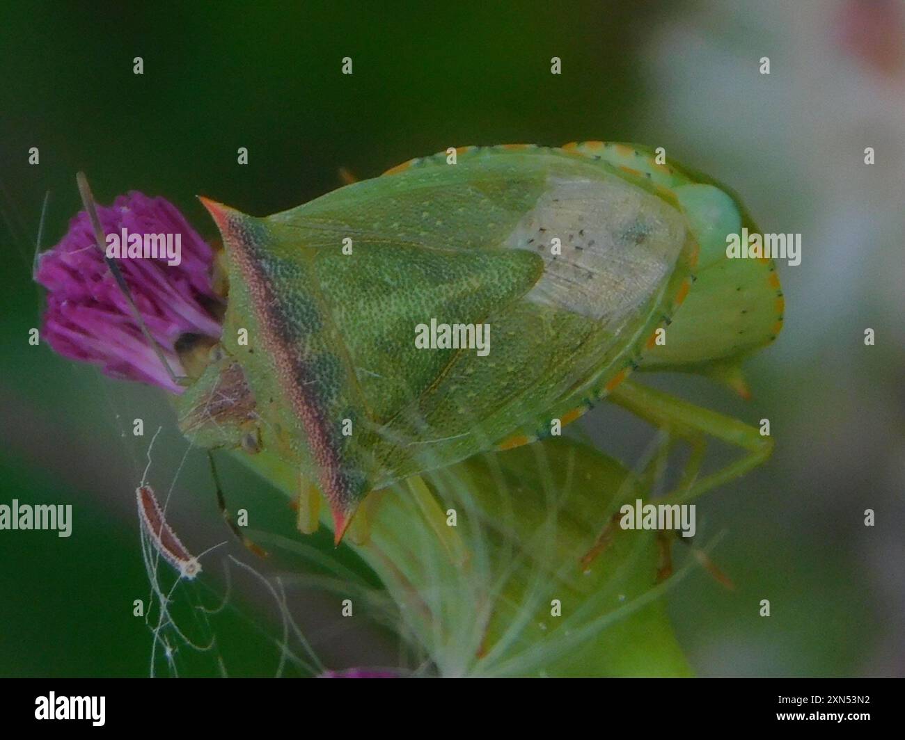 Neotropical Red-shouldered Stink Bug (Thyanta perditor) Insecta Stock ...