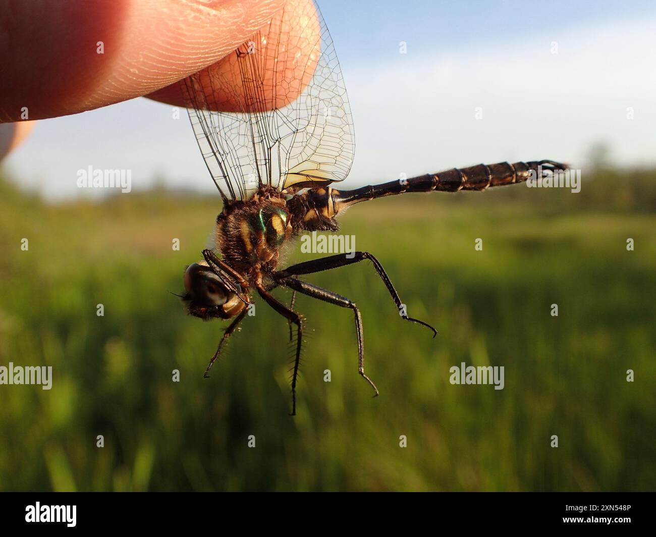 Walsh Insect Brush-tipped Emerald (Somatochlora walshii) Insecta Stock Photo - Alamy