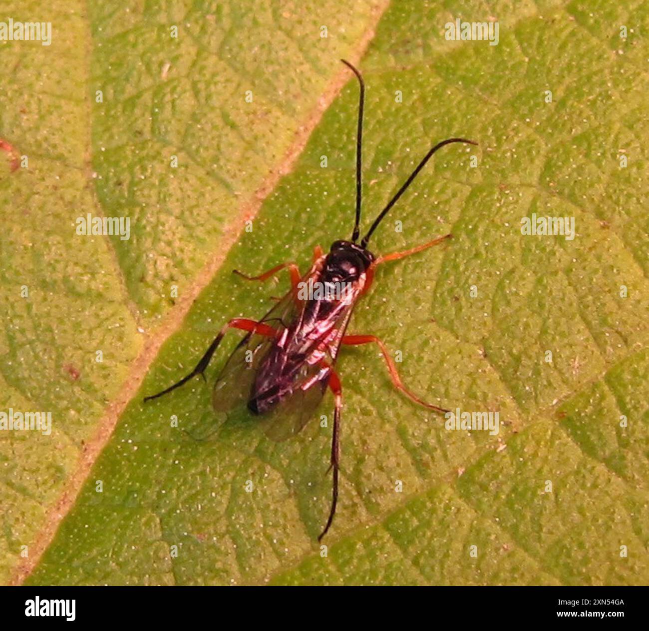 Hover Fly Parasitoid Wasps (Diplazontinae) Insecta Stock Photo - Alamy