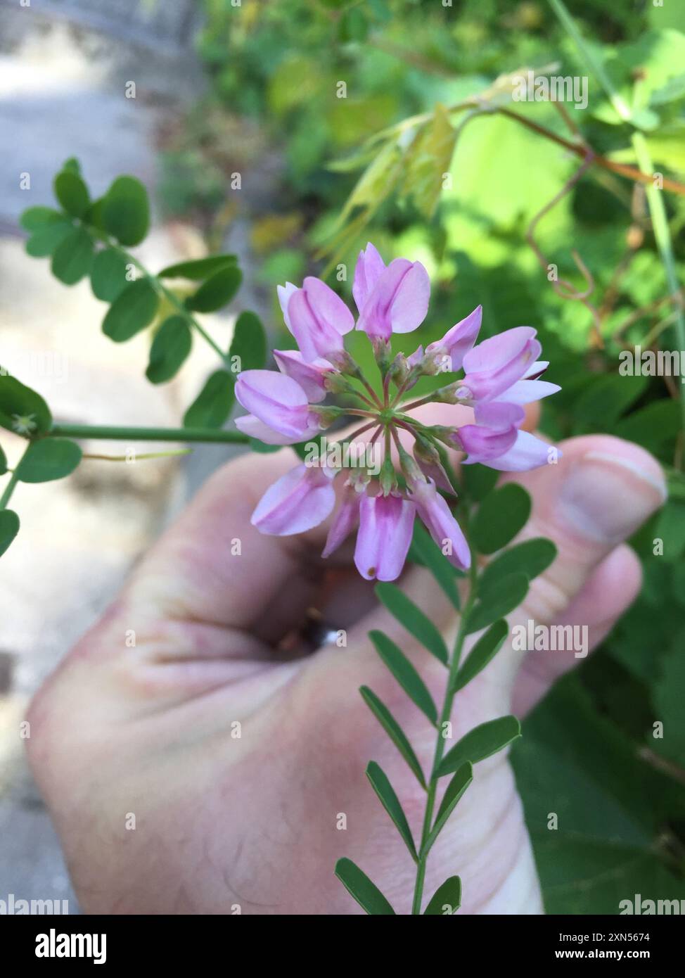 purple crownvetch (Securigera varia) Plantae Stock Photo - Alamy
